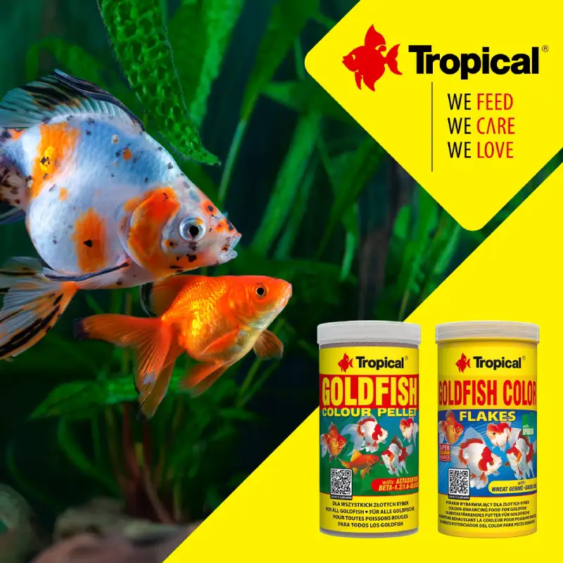 گلدفیش کالر پولکی تروپیکال