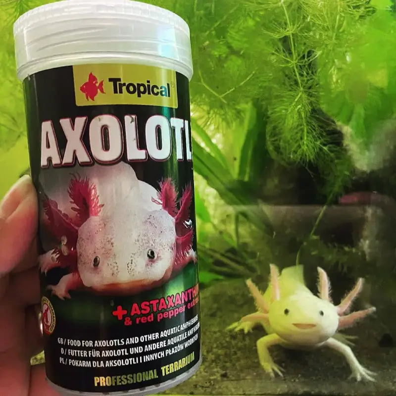 اکسولوتل استیک تروپیکال غذای دوزیستان آبزی