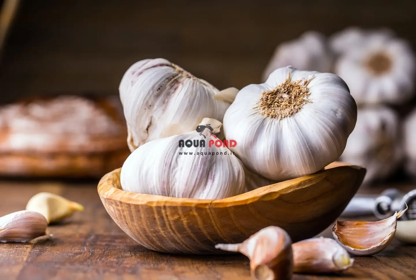 گارلیک گارد سیچم عصاره سیر مکمل تغذیه ماهی