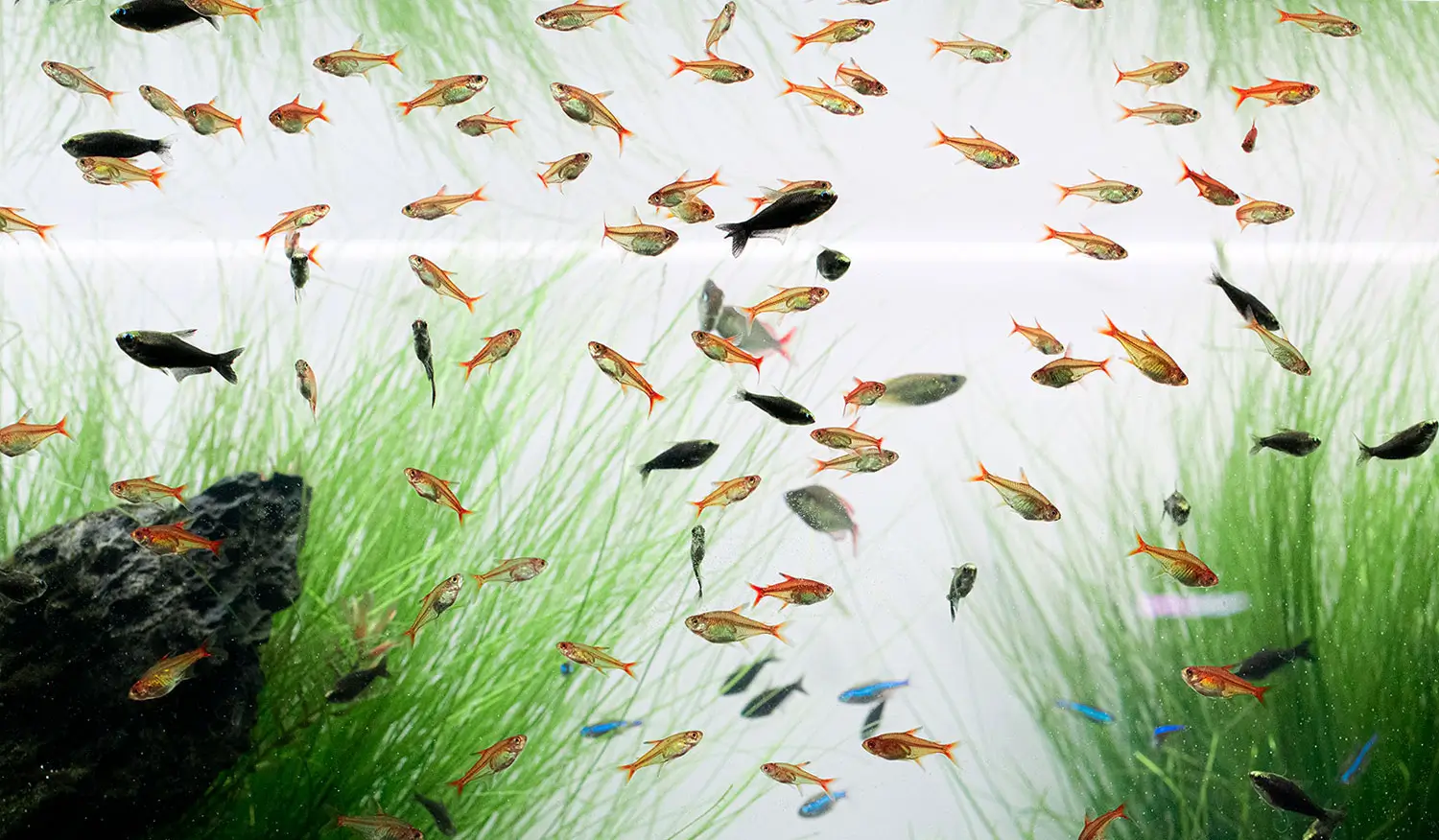 05 کپسول شتاب دهنده (اکسلریتر) نئو