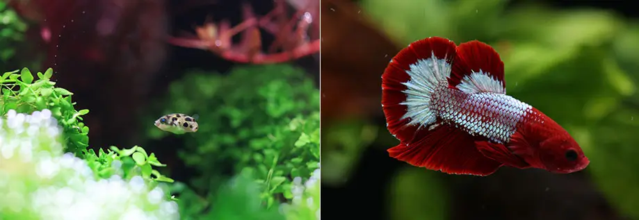 3-2 کپسول جامع نئو