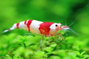 CrystalRedShrimp_465a3c7e-3481-423a-a6b9-7732b8f8999d_grande مدیا نئو