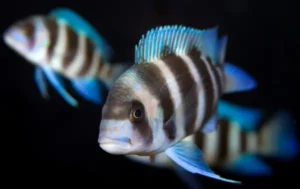 Frontosa-Rift-Lake-Cichlid-1 نئو مدیا