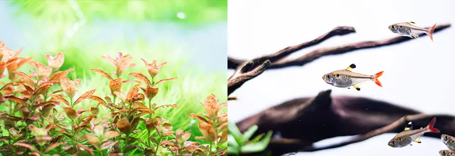 Neo C6 نئو c ضد کلر و آماده ساز آب همراه با ویتامین C