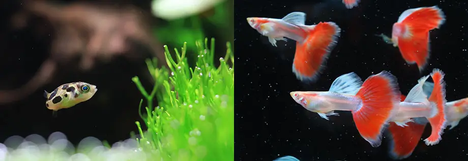 Neo C8 نئو c ضد کلر و آماده ساز آب همراه با ویتامین C