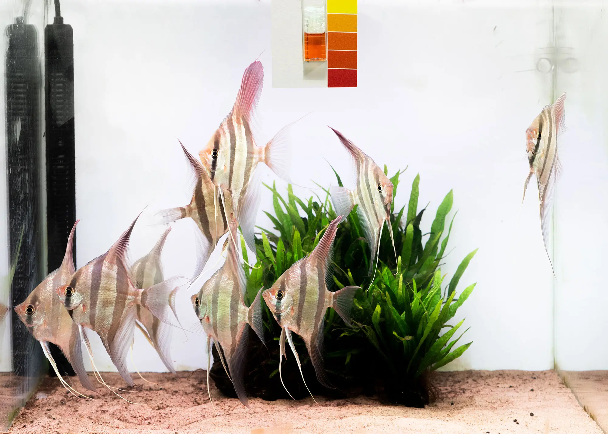 Neo cap booster tropical NH ۴ / NO ۳ – تست نئو