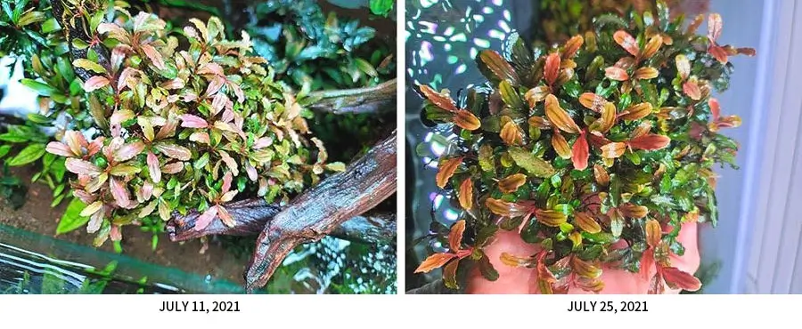 Neo essence4 تغییر رنگ بوسفالاندرا