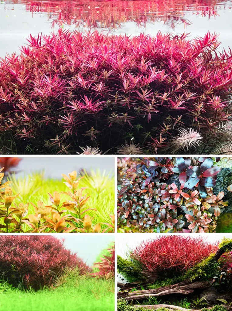 Neo essence5 اسنس نئو افزایش جذب کود برای گیاهان آبزی