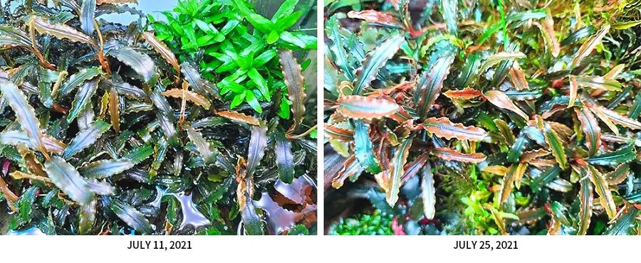 Neo essence6 تغییر رنگ بوسفالاندرا