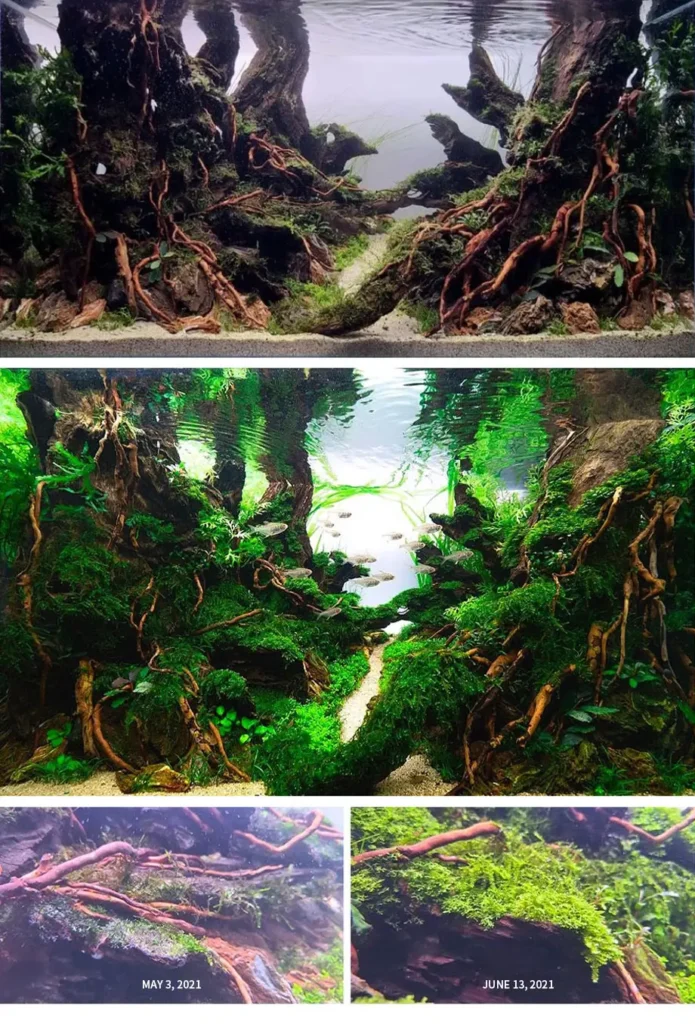 Neo essence7 اسنس نئو افزایش جذب کود برای گیاهان آبزی