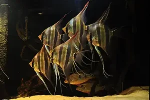 نئو مدیا سافت