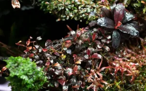 neo booster plants10 بوستر پلنت نئو محلول کربن آلی برای گیاهان آبزی