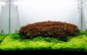 neo booster plants11 بوستر پلنت نئو محلول کربن آلی برای گیاهان آبزی