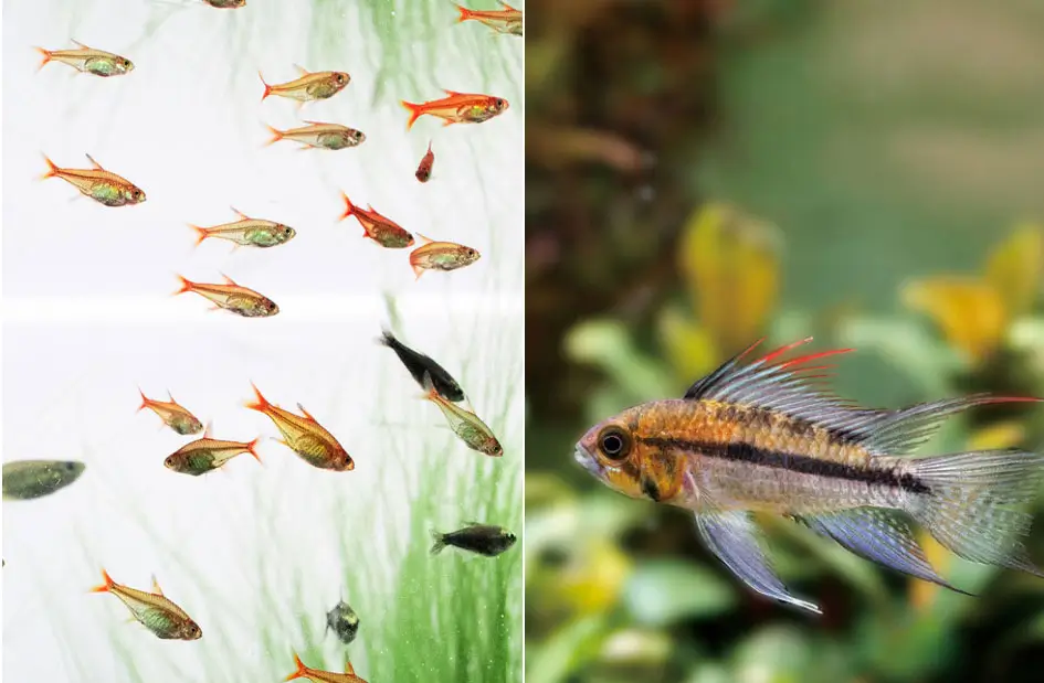 neo booster plants13 بوستر پلنت نئو محلول کربن آلی برای گیاهان آبزی