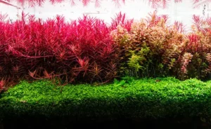 neo booster plants6 بوستر پلنت نئو محلول کربن آلی برای گیاهان آبزی