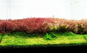 neo booster plants7 بوستر پلنت نئو محلول کربن آلی برای گیاهان آبزی