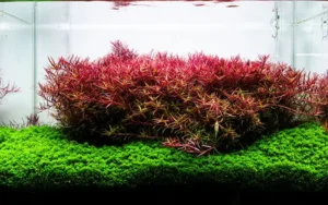 neo booster plants8 بوستر پلنت نئو محلول کربن آلی برای گیاهان آبزی