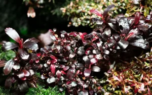 neo booster plants9 بوستر پلنت نئو محلول کربن آلی برای گیاهان آبزی