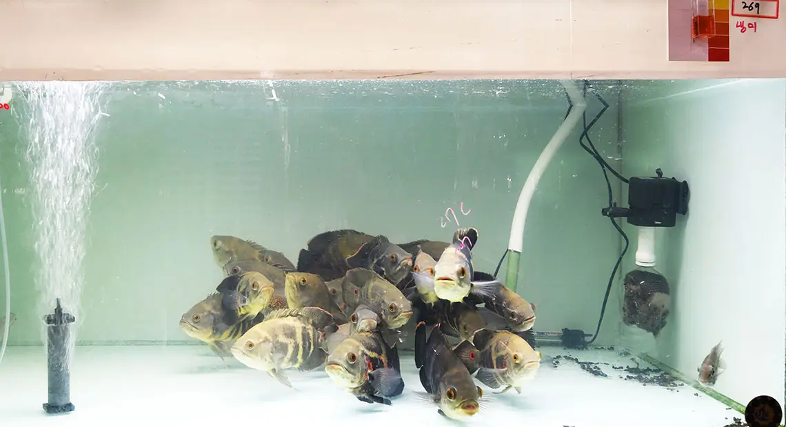 neo booster tropical3 بوستر تروپیکال نئو محلول باکتری و غذای باکتری