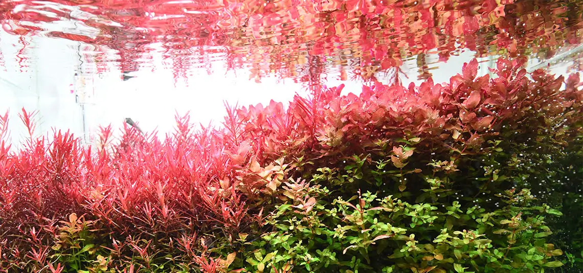 neo guard5 گارد نئو محلول ضد جلبک