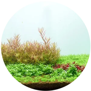 neo guard6 گارد نئو محلول ضد جلبک