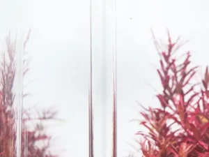 neo guard7 گارد نئو محلول ضد جلبک