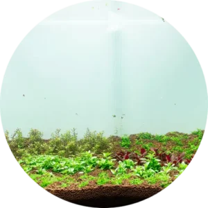 neo guard8 گارد نئو محلول ضد جلبک