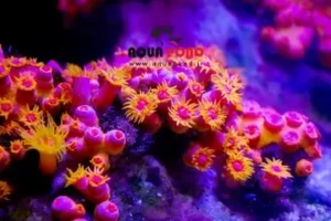 مدیا هارد (قلیایی) نئو مدیای باکتری ساز آکواریوم آبشور و سیچلاید