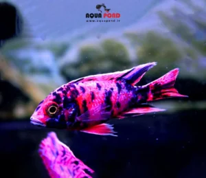 مدیا هارد (قلیایی) نئو مدیای باکتری ساز آکواریوم آبشور و سیچلاید