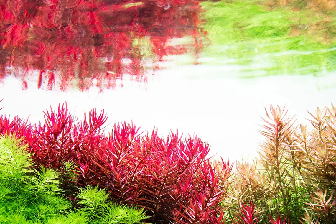 neoBoosterPlants بوستر پلنت نئو محلول کربن آلی برای گیاهان آبزی