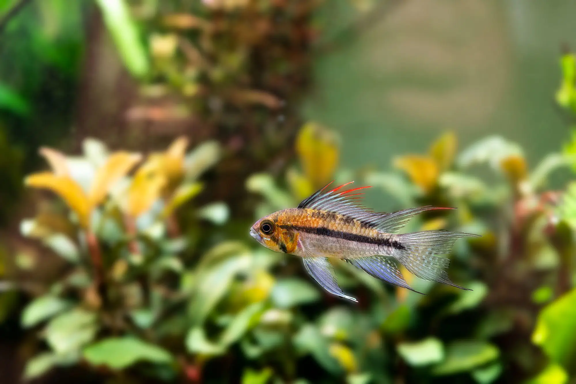 neoBoosterTropical-1 نئو کپسول بوستر تروپیکال