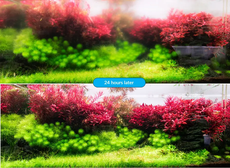 neoClean کلین نئو محلول شفاف کننده آب آکواریوم