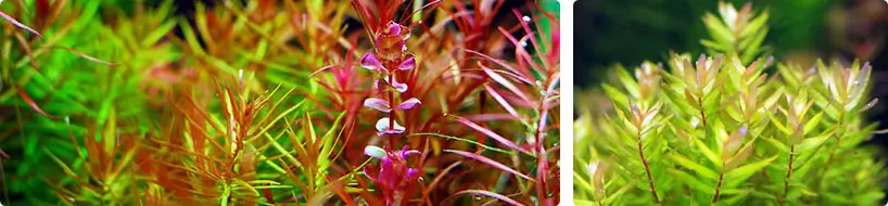 neoTabPhoto-1-1 پلنت تب نئو کود زیر بستر گیاه