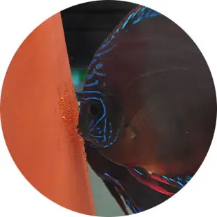 v1 ۵۰ درصد تغییر آب و افزودن نئو وی