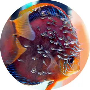 v2 تکثیر موفق با حدود ۱۹۰ لارو