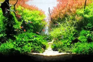 which-planted-tank-fertilizer-is-right-for-you-582080 مدیا نئو مناسب آکواریوم