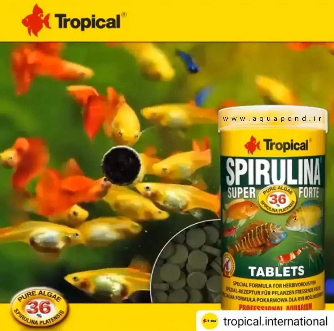 قرص اسپیرولینا ۳۶% سوپر فورت تروپیکال غذای قرصی ماهی گیاه خوار و همه چیزخوار