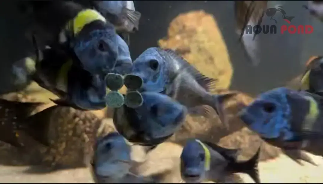 قرص اسپیرولینا ۳۶% سوپر فورت تروپیکال غذای قرصی ماهی گیاه خوار و همه چیزخوار