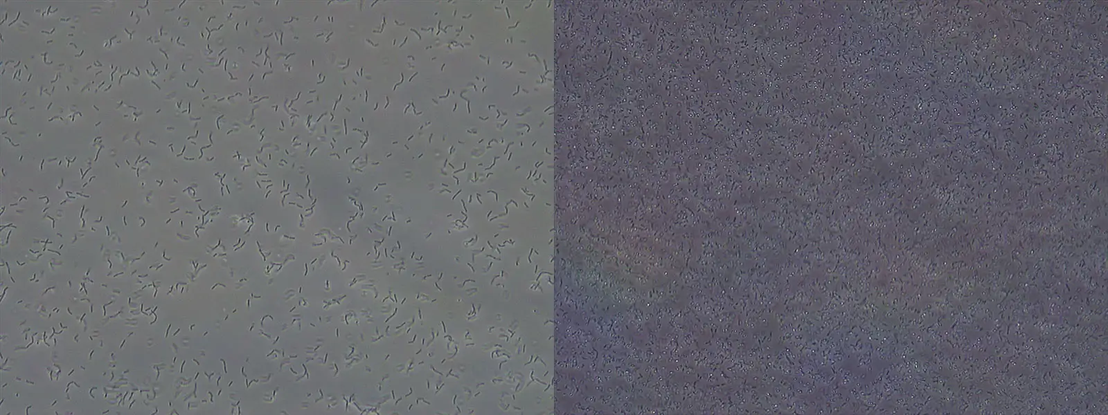 حذف آلاینده های مختلف با کپسول نئو