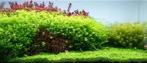 02b-2-300x130 قبل و بعد استفاده ازسویل نرمال نئو 3