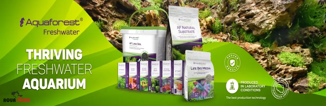 ساب استریت آکوا فارست