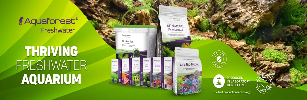 لاوا سویل بلک آکوافارست