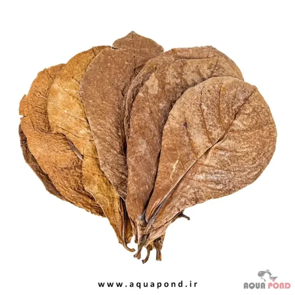 برگ کاتاپا سرا جعبه ۱۰ عددی