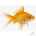 انگل هگزامیتا سوراخ در سر، فرسایش سر و خط جانبی