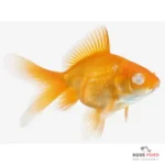 عفونت باکتریایی چشم ابری