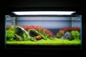 csp004 نئو سولوشن مفید برای سوء تغذیه گیاهان آبزی