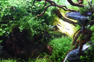 csp005 اکواریومی زیباتر با سولوشن نئو