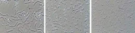csp009 noe plant soil normal under microscope