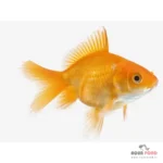 عفونت باکتریایی فین روت