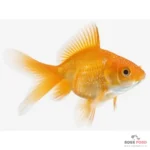 لکه سفید یا انگل ایک